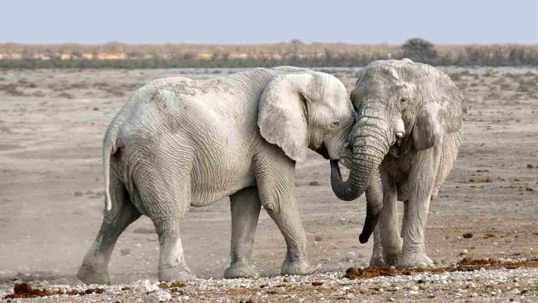 slony a komunikacia medzi slonmi