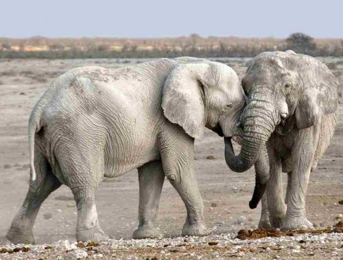 slony a komunikacia medzi slonmi