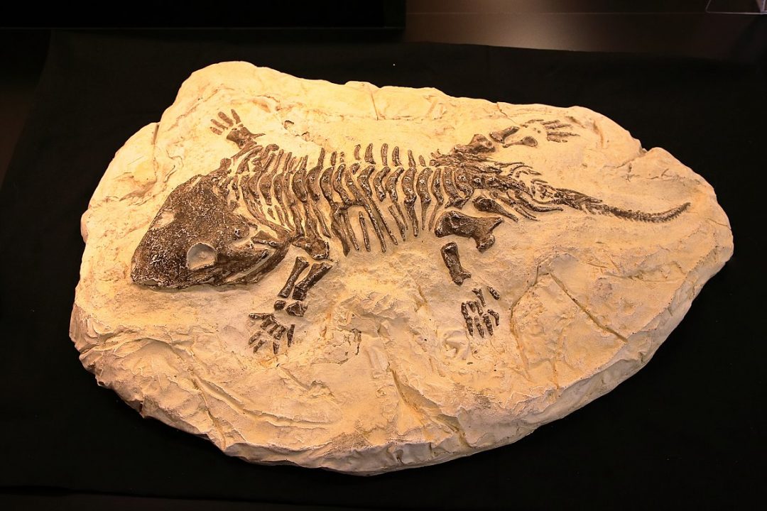 fosilie