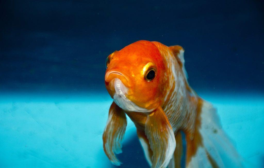 Je pravda, že zlatá rybka má len 3-sekundovú pamäť?