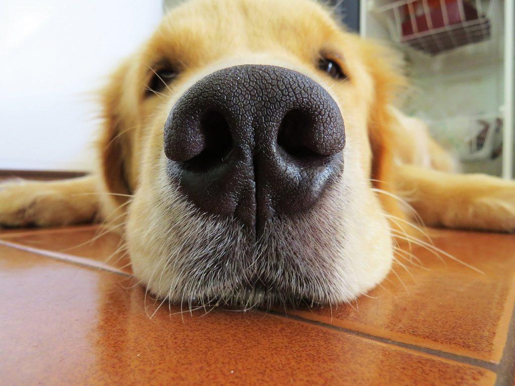Na akú veľkú vzdialenosť sú psy schopné cítiť pachy a počuť zvuky?