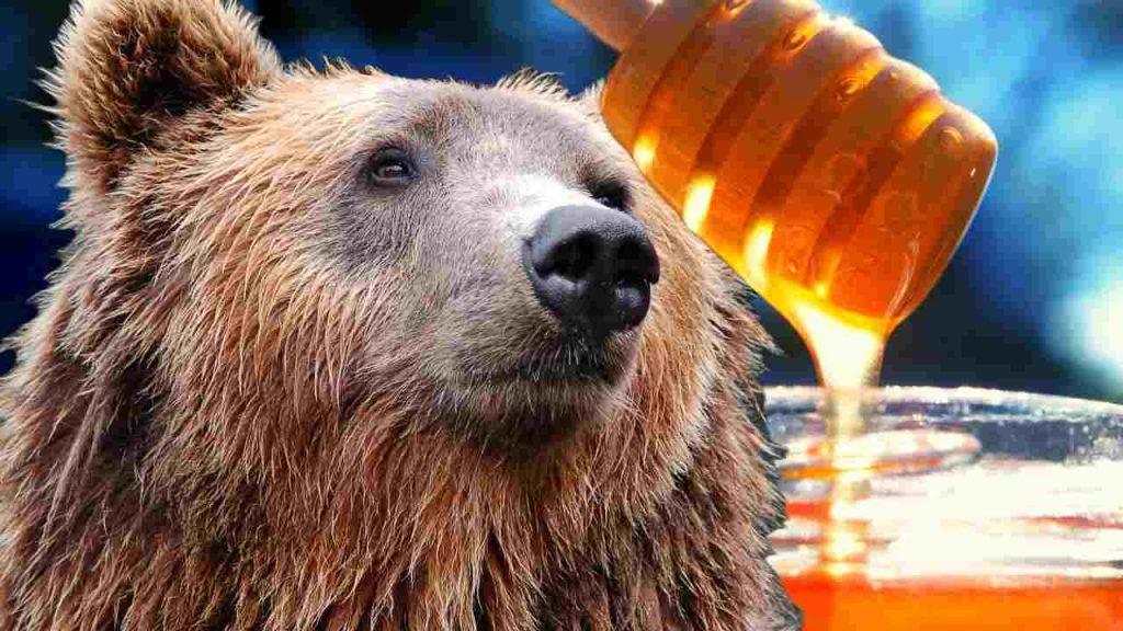 Milujú medvede med alebo ide o mýtus?