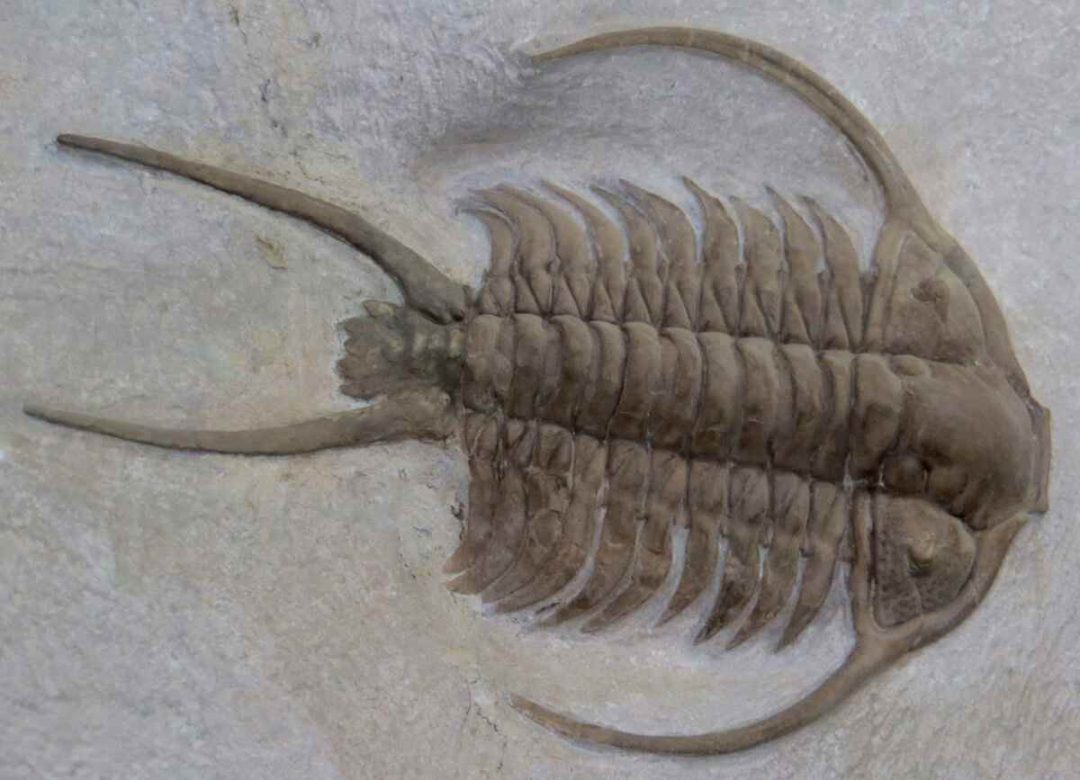 fosilia morskych zivocichov