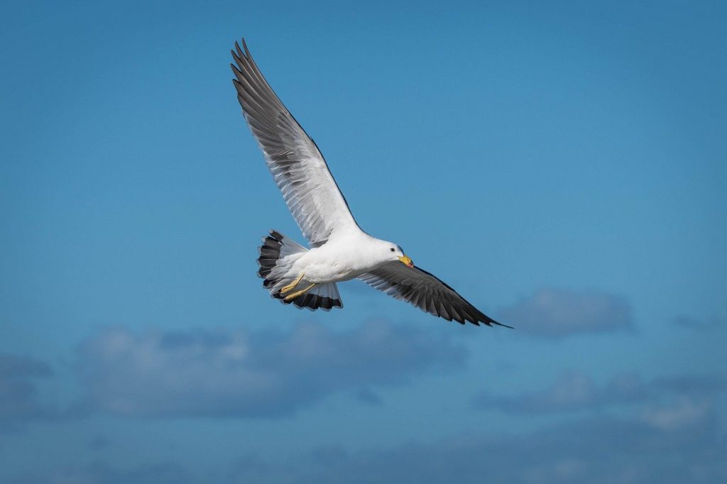 Ako dokážu suchozemské vtáky preletieť cez otvorený oceán stovky kilometrov bez prestávky?! Toto je kľúč k ich...