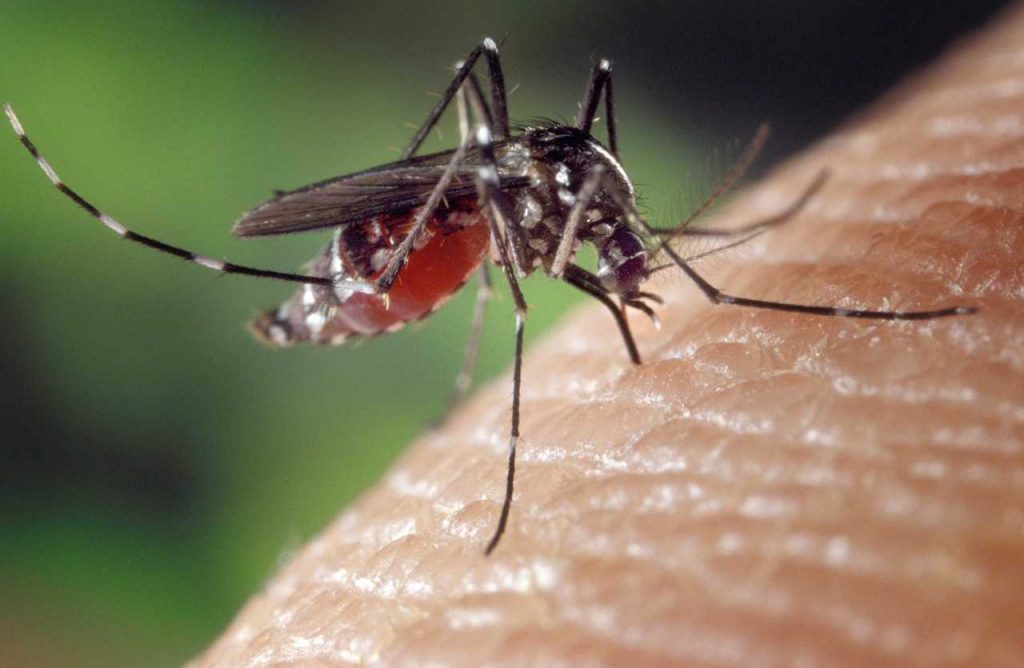 Koľko komárov by bolo treba, aby vám vycucali všetku krv z tela?