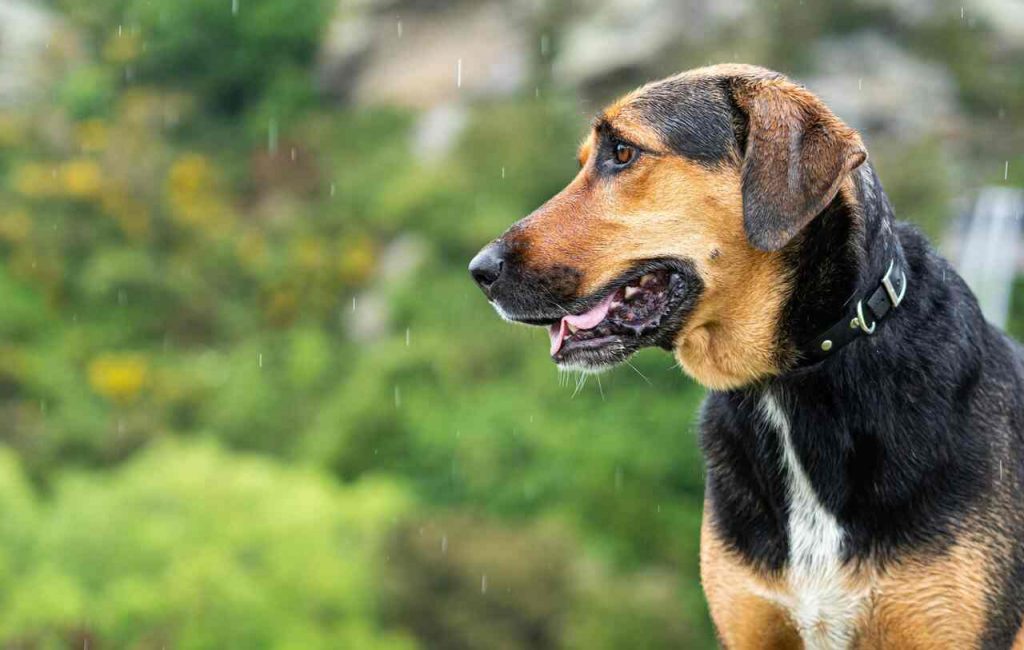 Prečo psy nechcú ísť počas dažďa von? To, že zmoknú, môže byť posledná vec, ktorej sa boja! O tomto ste...