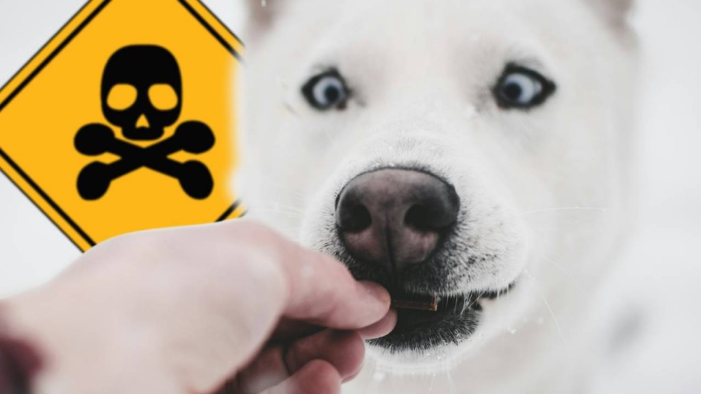 Ktoré potraviny, ktoré bežne jeme, sú pre psov toxické a nebezpečné? Toto svojmu psovi nikdy nedávajte!