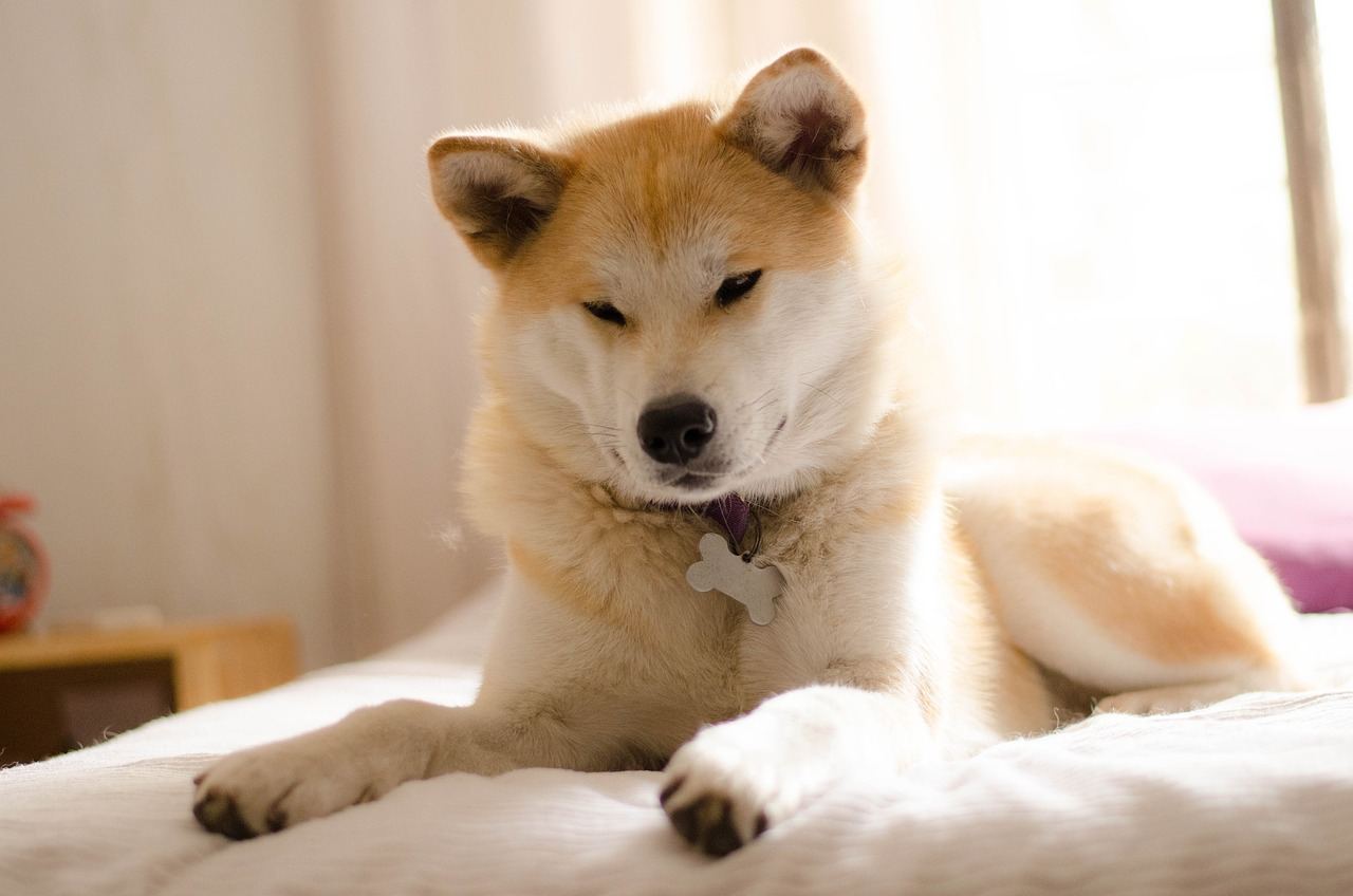 shiba inu