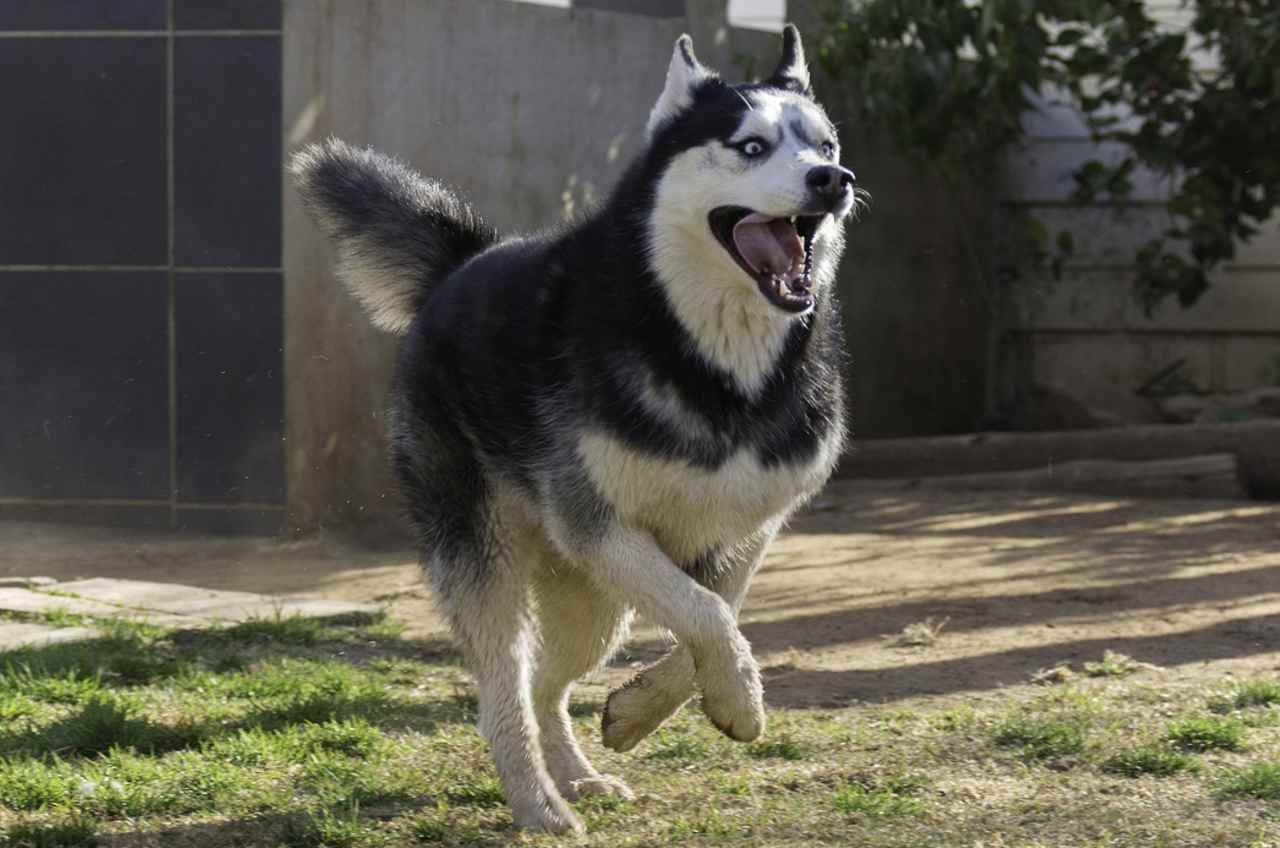 husky